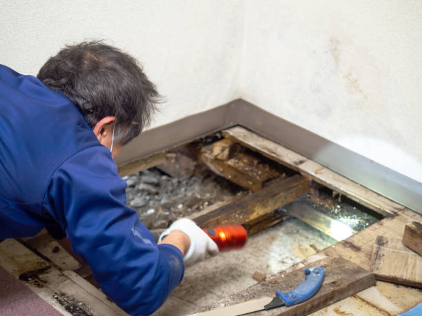 Best Residential Mold Removal  in Four Corners, TX
