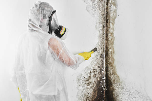 Best Emergency Mold Removal  in Four Corners, TX