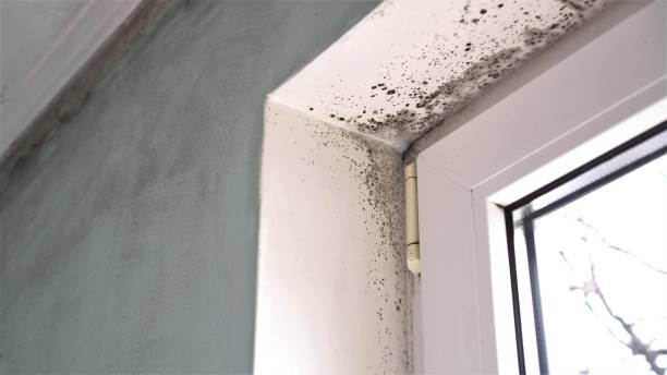 Four Corners, TX Mold Removal Company