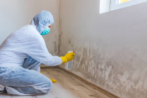Certified Mold Removal in Four Corners, TX