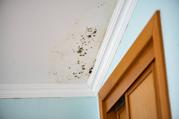 Best Certified Mold Removal  in Four Corners, TX
