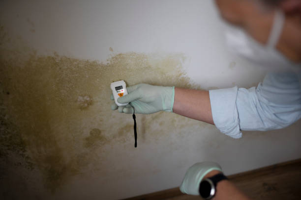 Best Same-Day Mold Removal  in Four Corners, TX