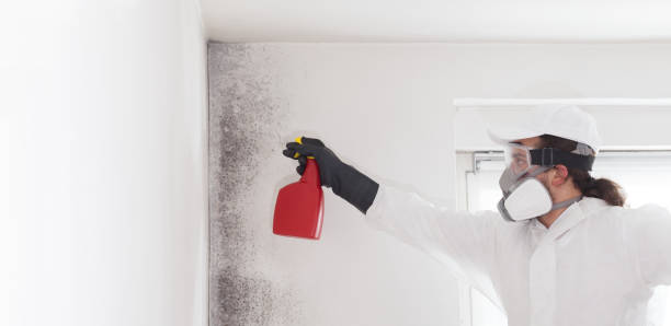Best Attic Mold Removal  in Four Corners, TX