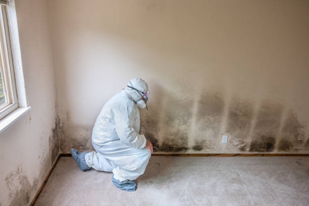 Best Certified Mold Removal  in Four Corners, TX