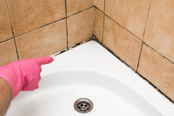 Best Best Mold Removal Companies  in Four Corners, TX